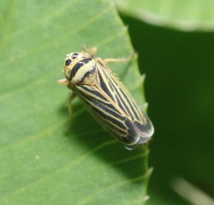 Amblysellus curtisii