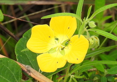 Ludwigia bonariensis