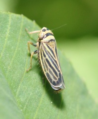 Amblysellus curtisii