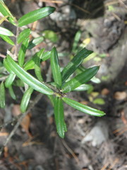 Ilex myrtifolia