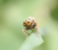 Amblysellus curtisii