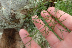 Harbouria trachypleura