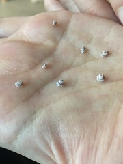Ceroplastes rusci
