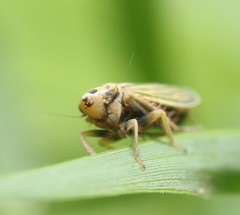 Amblysellus curtisii