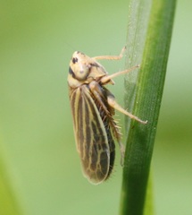 Amblysellus curtisii