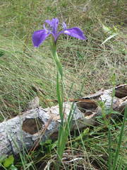 Iris tridentata