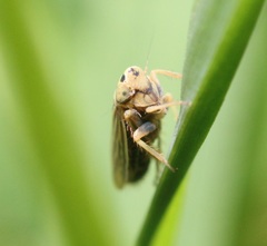 Amblysellus curtisii
