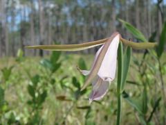 Cleistesiopsis divaricata