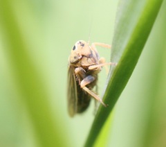 Amblysellus curtisii