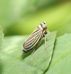 Amblysellus curtisii