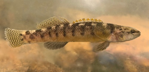 Fantail Darter, photo 8 of 10