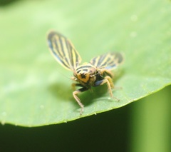 Amblysellus curtisii
