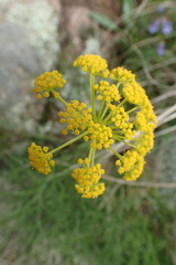 Harbouria trachypleura
