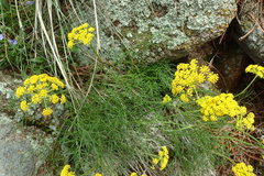 Harbouria trachypleura