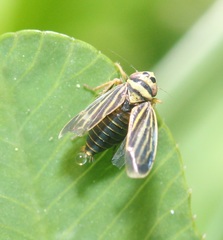 Amblysellus curtisii