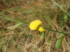 Crotalaria purshii