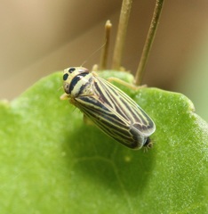 Amblysellus curtisii