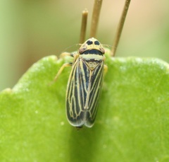 Amblysellus curtisii