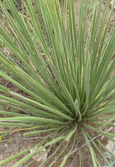Yucca glauca