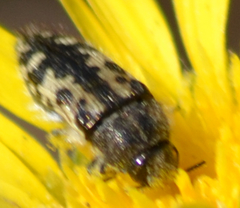 Acmaeodera hepburnii
