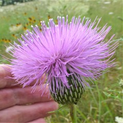 Cirsium engelmannii