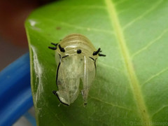 Rhetus arcius