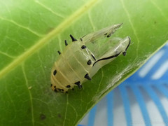Rhetus arcius