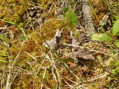 Leucorrhinia glacialis