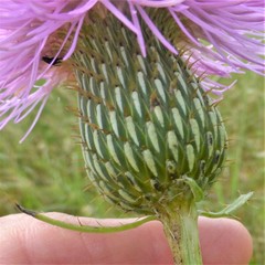 Cirsium engelmannii