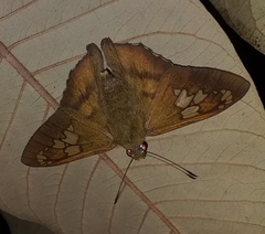 Nascus phocus