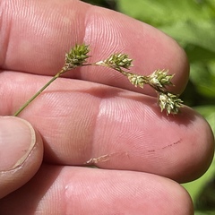 Carex festucacea
