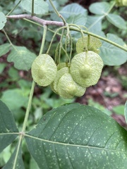 Ptelea trifoliata mollis