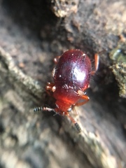 Diaperinae