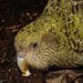 Loros de Nueva Zelanda - Photo (c) Mnolf, algunos derechos reservados (CC BY-SA)