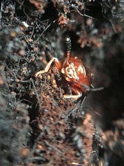 Diaperinae