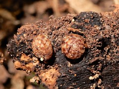 Phacussa lucetta