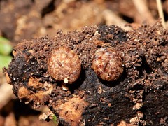 Phacussa lucetta