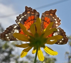 Anartia amathea