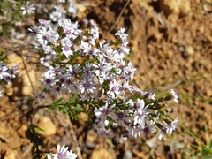 Olearia paucidentata