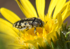 Acmaeodera hepburnii
