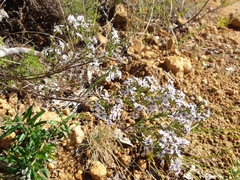 Olearia paucidentata