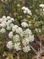 Conium maculatum