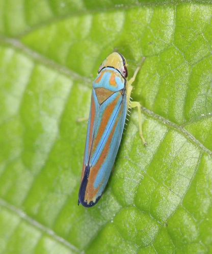 Red-banded leafhopper