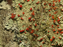 Cladonia incrassata