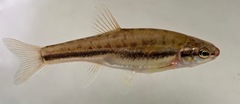 Chrosomus oreas
