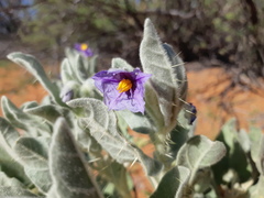 Solanum lasiophyllum