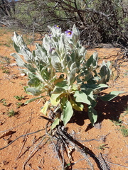 Solanum lasiophyllum
