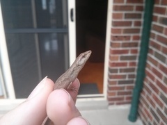 Saproscincus spectabilis