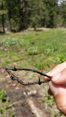 Sclerotinia veratri