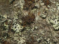 Tuckermanopsis sepincola